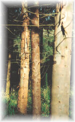 La variabilidad es la base de la selecci�n y de la mejora gen�tica.