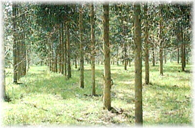 El marco y densidad del cultivo repercuten en los costes y en la producci�n final