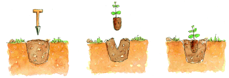 Pasos para la plantaci�n correcta de la planta