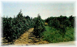 Efectos de la limpieza qu�mica: zona sin tratar (derecha); aplicaci�n de tratamiento qu�mico (izquierda)