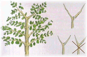 Selecci�n de gu�as