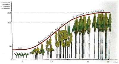 Curva de crecimiento de una plantación de eucalipto