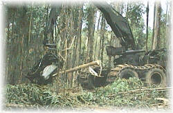 El uso de procesadoras, capaces de cortar y pelar el �rbol, facilita y agiliza las tareas de cosecha