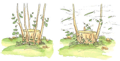 Selección de brotes