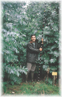 Plantaci�n de E. nitens con 2 a�os de edad. Abad�n (Lugo)