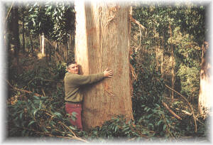 Los eucaliptos pueden alcanzar grandes dimensiones, aptas para muy diversos usos