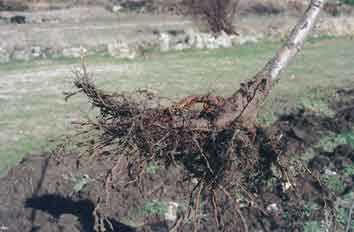 Planta a ra�z desnuda de aliso de dos a�os de excelente calidad, con gran profusi�n de n�dulos