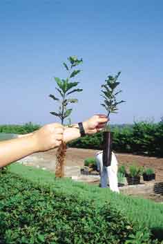 Plantas de carballo en envase. En una de ellas se ha destruido el cepell�n para poder observar la forma del sistema radical