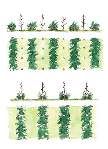 Los desbroces posteriores deben liberar las filas de plantas en caso de matorral que causa mucxha competencia (A). En el caso de zarzas o helechos convendr� que estos protejan la base de las plantas, siempre que la altura de estas sea ya importante (B).