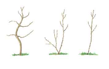 Esquema de realizaci�n de recepe a partir de planta original con mala forma no recuperable (A), se corta a ras de suelo y de los rebrotes obtenidos (B), se selecciona el m�s recto y vigoroso (C).
