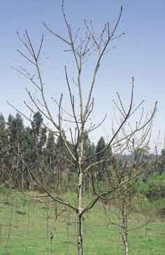 Ejemplar de roble americano donde es precisa la realizaci�n de una talla de formaci�n.