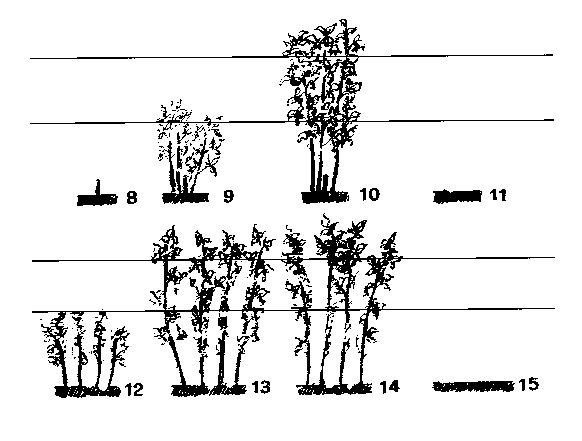 variedades no remontantes