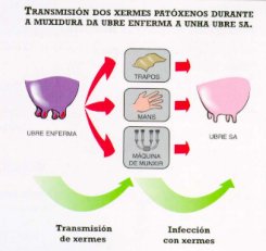 transmisi�n dos xermes