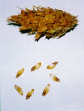 Aspecto de la pi&ntilde;a y los pi&ntilde;ones.