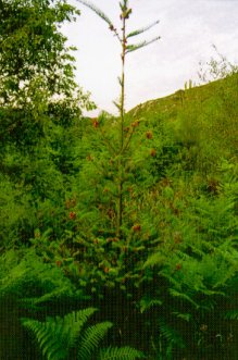 Da&ntilde;os en los brotes del a&ntilde;o por heladas tard&iacute;as