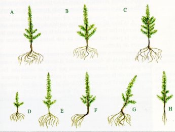 Plantas aceptables y rechazables para plantaci&oacute;n: A. Planta de talla adecuada pero con escasa ramificaci&oacute;n. B. Planta ya brotada, no aceptable. C. Planta de buena talla y correctamente ramificada, &oacute;ptima para plantaci&oacute;n. D. Planta de talla excesivamente reducida. E. Planta de escaso calibre. F. Planta con ra&iacute;z muy torcida. G. Planta con exceso de curvatura en el tallo. H. Planta con sistema radical poco desarrollado.