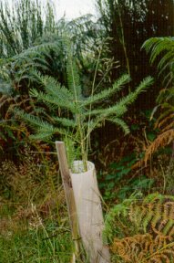 Protectores individuales de la planta