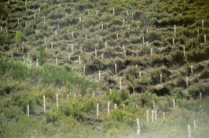 Detalle y aspecto general de una ladera con instalaci&oacute;n de protectores individuales.