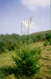 Planta bifurcada antes de tallar