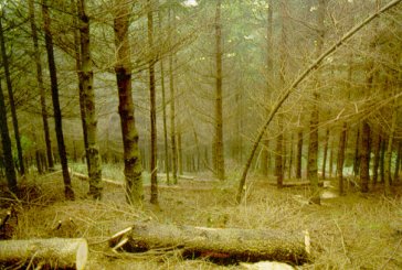 Claras en  rodal de Douglas en Asturias.
