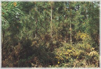 Matorral caracter&iacute;stico de montes j&oacute;venes de pino pinaster