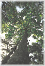 El roble se ve favorecido en su forma por la presencia lateral de las copas de los pinos