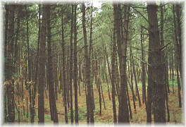 Pinaster sin podar, que mantiene durante muchos a&ntilde;os sus ramas muertas