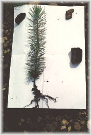 Planta a raiz desnuda una vez arrancada del vivero