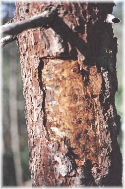 Da�os provocados por Ips sexdentatus