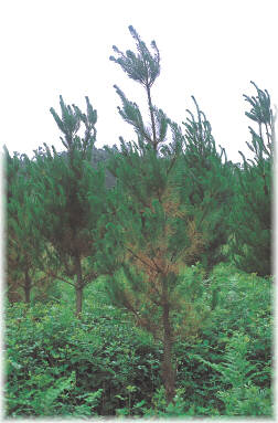 S�ntomas provocados por los rojos criptog�micos