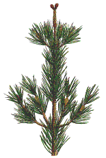 Detalle del crecimiento anual