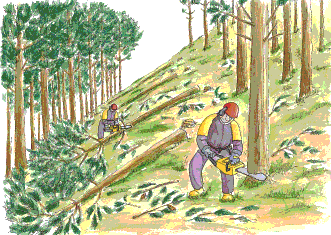 Cortas a hecho en fajas