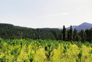 Repoblaci�n y masa adulta de pino radiata;