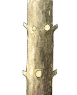 Defectos m�s comunes en la poda