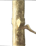 Defectos m�s comunes en la poda