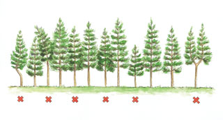 Se�alamiento de una clara. �rboles a cortar