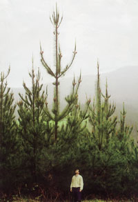 Pinar sin problemas sanitarios y en buena estaci�n. Metidas anuales de 2 metros