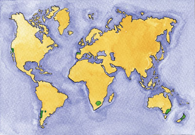 Distribuci�n mundial del pino insigne