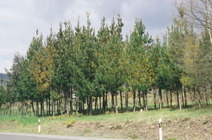 Rodal con banda roja