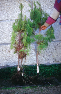 Decaimiento foliar con el ataque de Armillaria