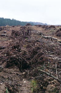 Riesgo de propagaci�n de Armillaria: restos le�osos enterrados y preparaci�n lineal continua del suelo