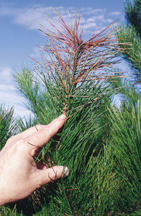 Penetraci�n del Tomicus piniperda por el brote terminal