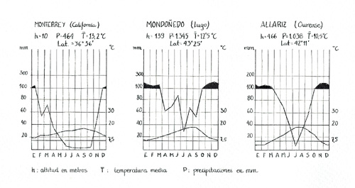 Ramilla con flores masculinas, pi�as y pi��n con ala;