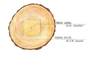Madera joven y adulta