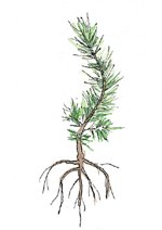 Defectos de la planta de pino insigne