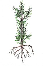 Defectos de la planta de pino insigne