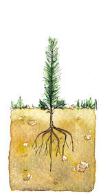 Defectos en la plantaci�n