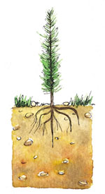 Defectos en la plantaci�n