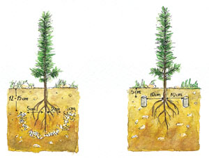Abonado: granulado (izda.), pastillas (dcha.)