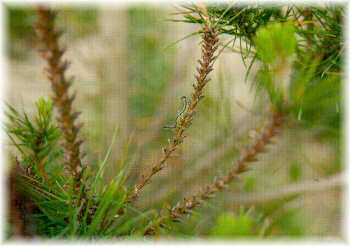 Larva de Neodiprion sertifer sobre ramillo de pino insigne defoliado por un ataque de esta plaga.
